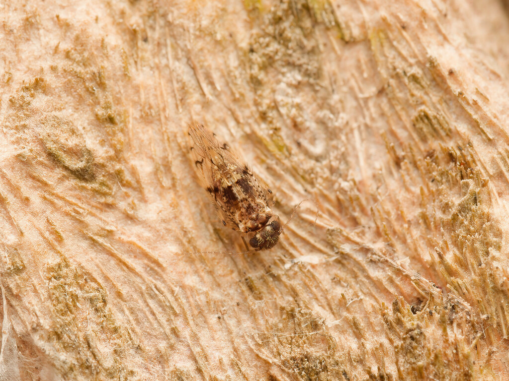 Spurostigmatidae