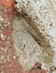 Paleacrita merriccata