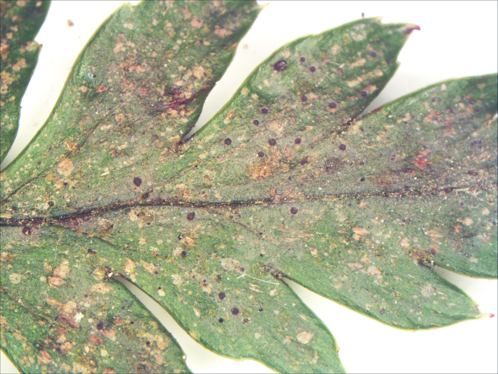 Tapellaria phyllophila
