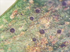 Tapellaria phyllophila image