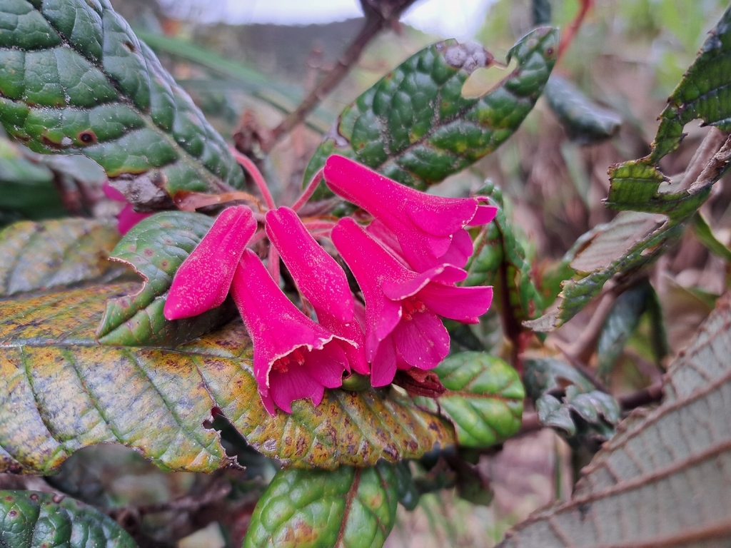 Rhododendron rugosum; photograph (c) vrxz, some rights reserved (CC BY-SA)