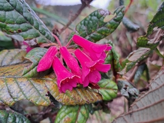 Rhododendron rugosum