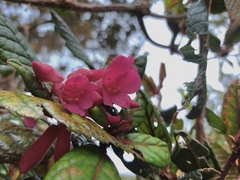 (c) vrxz, some rights reserved (CC BY-SA) Rhododendron rugosum, photograph (c) vrxz, some rights reserved (CC BY-SA)