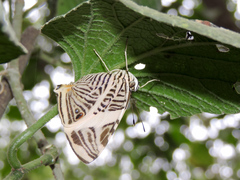 Colobura dirce dirce