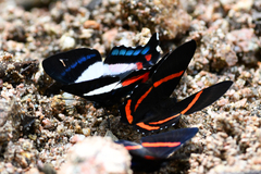 Ancyluris formosissima