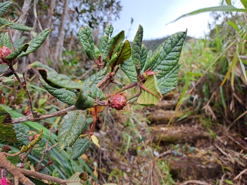 Rhododendron rugosum, photograph 2