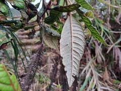 (c) vrxz, some rights reserved (CC BY-SA) Rhododendron rugosum, photograph (c) vrxz, some rights reserved (CC BY-SA)