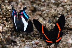 Ancyluris formosissima