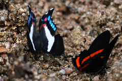 Ancyluris formosissima