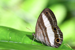 Euptychoides albofasciata