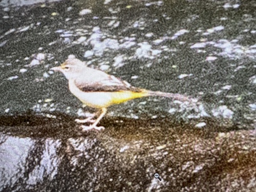 Grey Wagtail