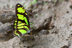 Philaethria dido