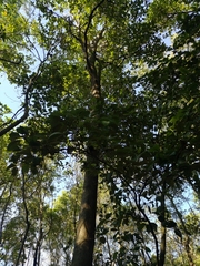 Avicennia bicolor