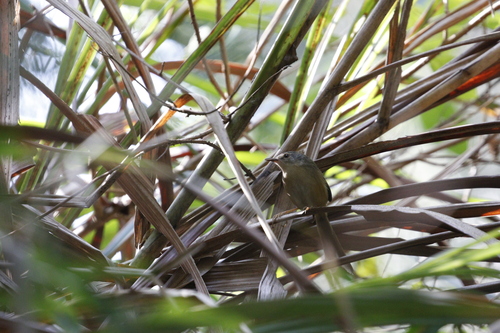 Yellow-bellied Prinia (Prinia flaviventris), photo 9