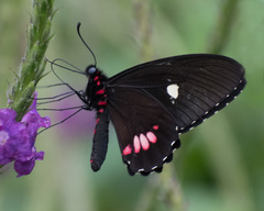 Parides erithalion