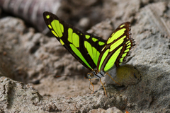 Philaethria dido