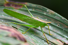Melanophoxus brunneri