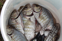 Amphistichus argenteus