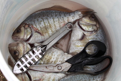 Amphistichus argenteus