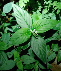 Spigelia