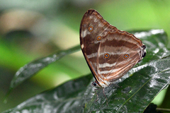 Morpho uraneis