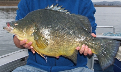 Callop (Macquaria ambigua) — Percichthyidae — 5