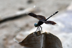 Erythrodiplax attenuata