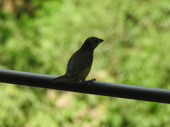 Euphonia laniirostris