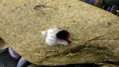 Trophon geversianus