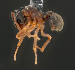 Cyphomyrmex