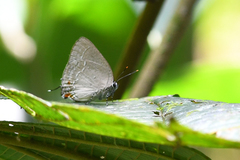 Strephonota cyllarissus