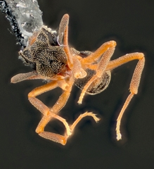 Cyphomyrmex