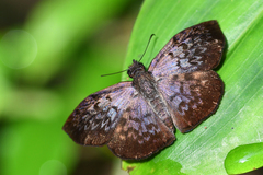 Camptopleura theramenes