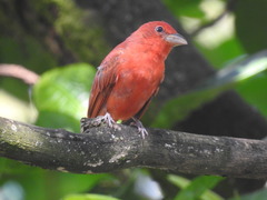 Piranga rubra