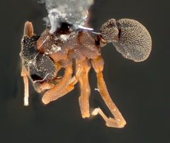 Cyphomyrmex
