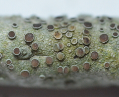 Lichenoconium lecanorae
