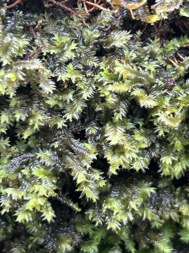 Cryptolophocolea ciliolata observed 2025-12-30
