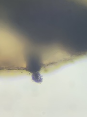 Lichenoconium lecanorae