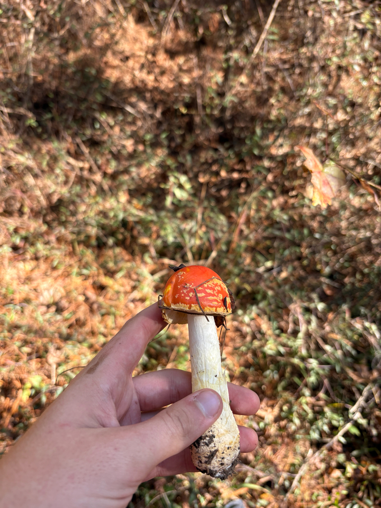 Amanita persicina · November 2025 · photo: © niyan_shehan (iNaturalist, cc0)