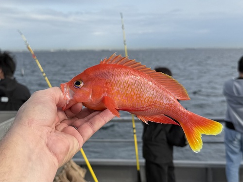 Threadfin bass (Pronotogrammus multifasciatus) — Serranidae — 2