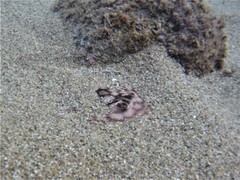 Urobatis concentricus