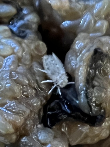 Psychoda lativentris