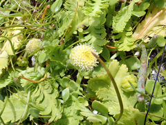 Leptinella potentillina, photograph author not stated, no rights reserved
