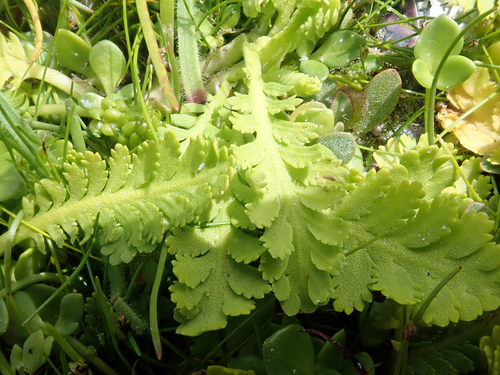 Leptinella potentillina, photograph 5