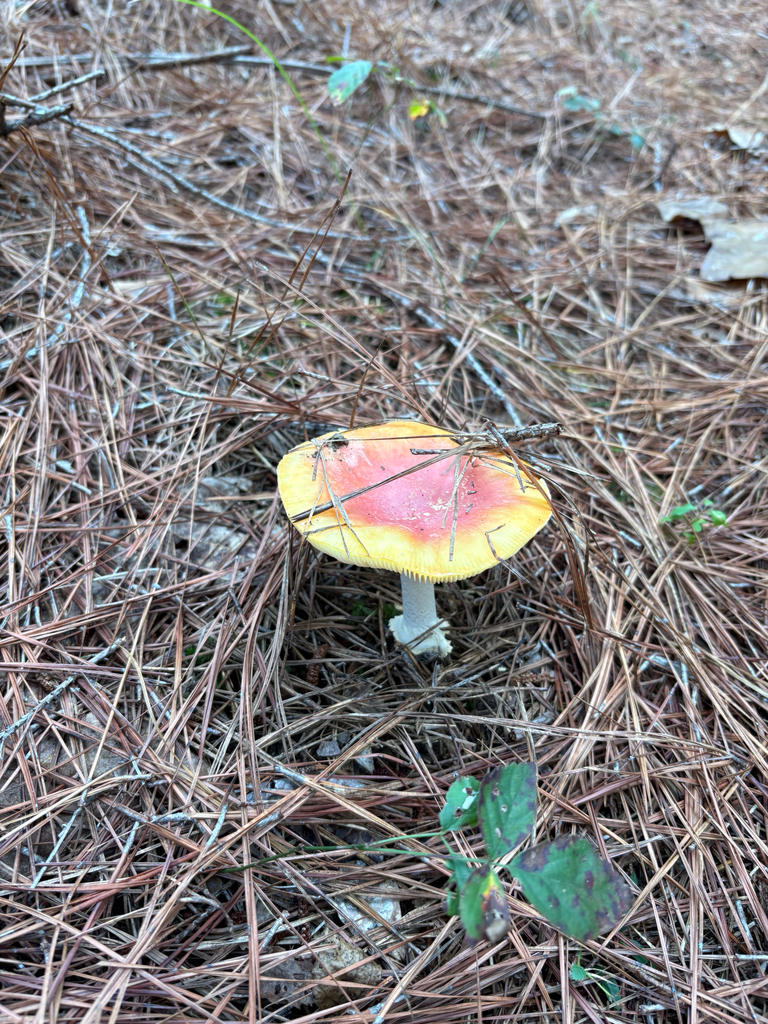 Amanita persicina · November 2025 · photo: © niyan_shehan (iNaturalist, cc0)