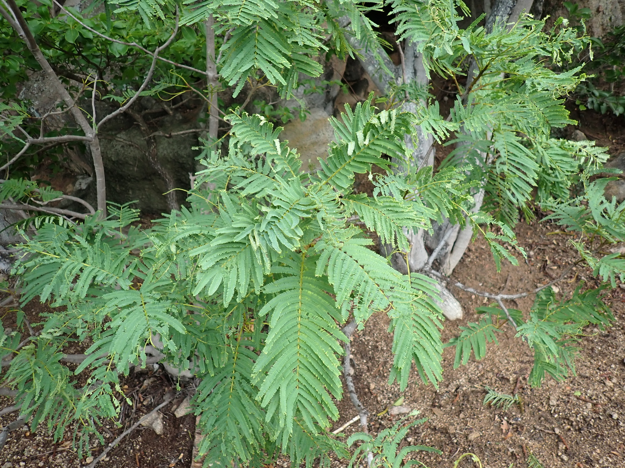 Acacia Cedar (Falcataria toona)