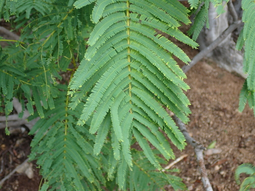 Falcataria toona, photograph 6