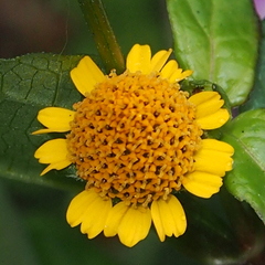 Acmella ciliata