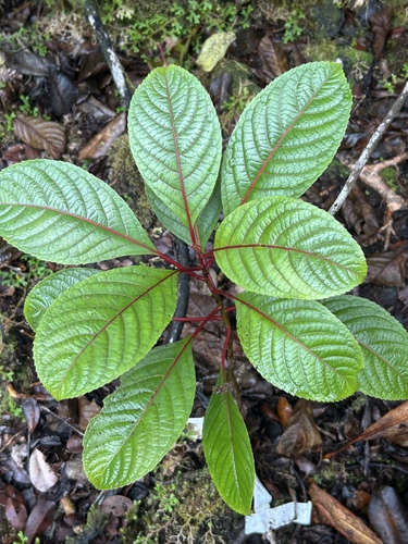 Perrottetia sandwicensis observed 2025-12-30