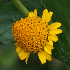 Acmella ciliata